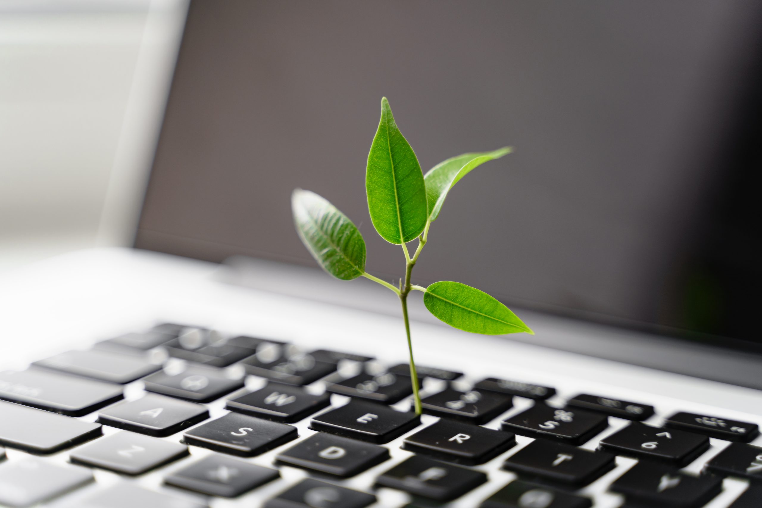 Laptop,Keyboard,With,Plant,Growing,On,It.,Green,It,Computing