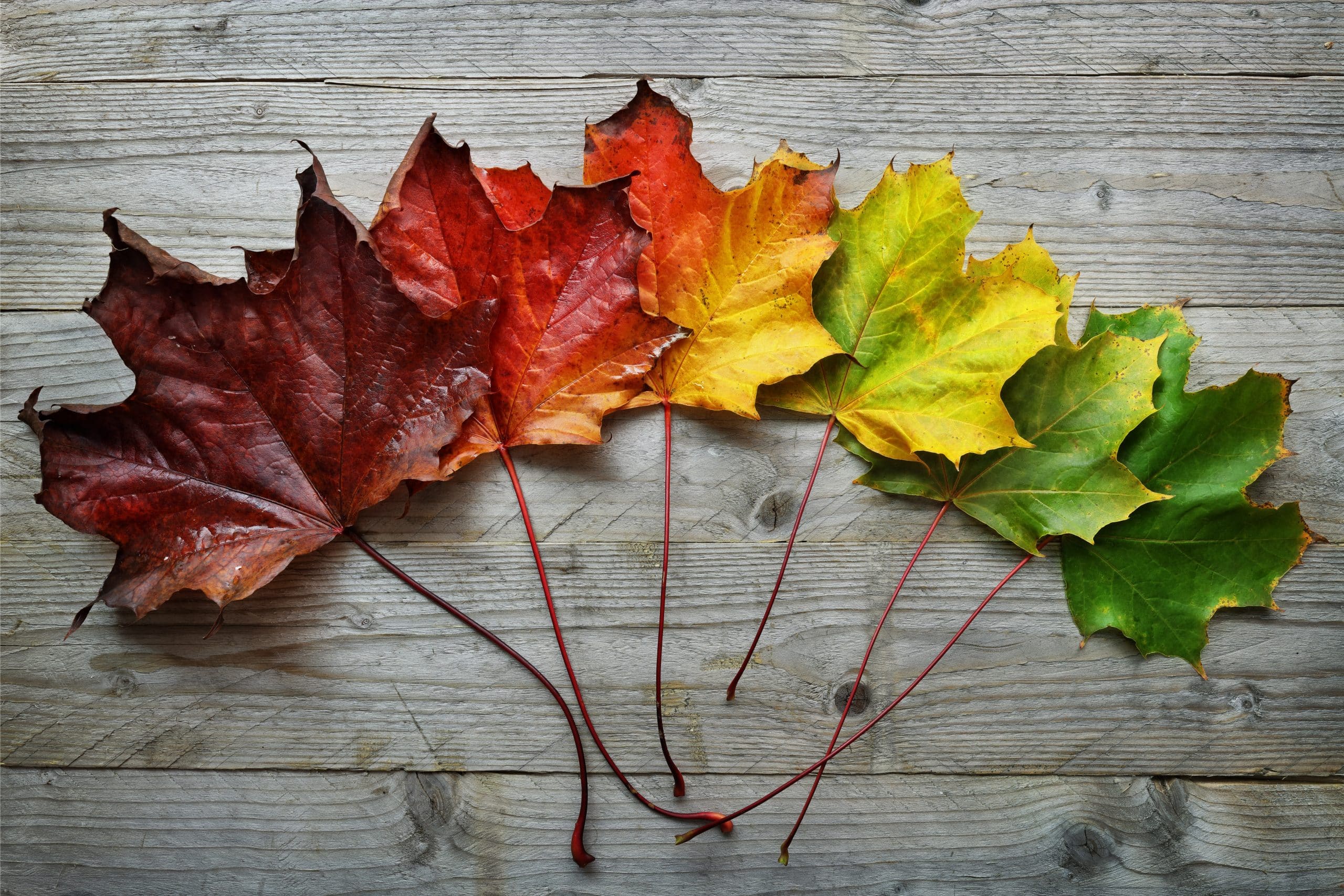 Autumn,Maple,Leaf,Transition,And,Variation,Concept,For,Fall,And