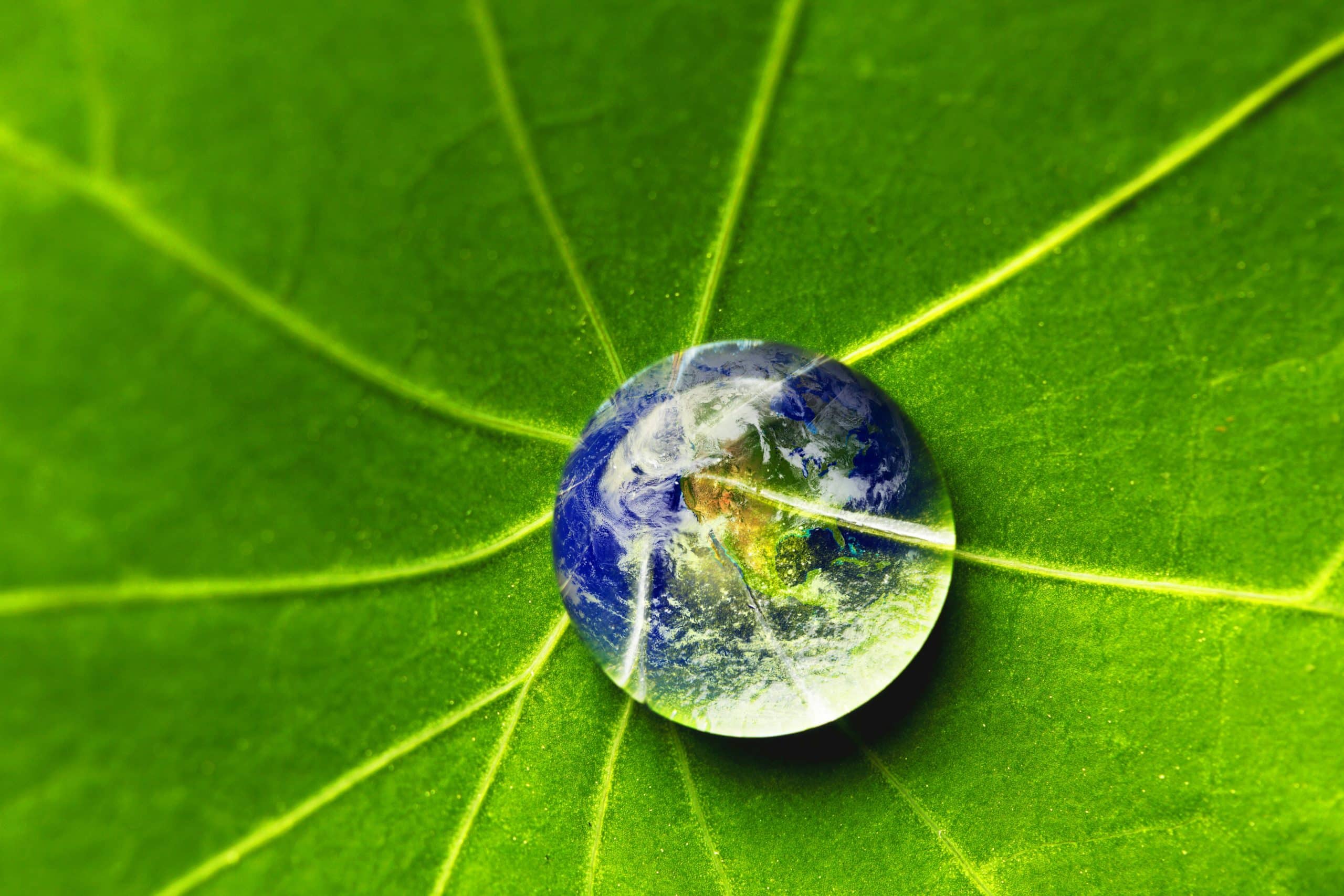 The,World,In,A,Drop,Of,Water,On,A,Leaf.