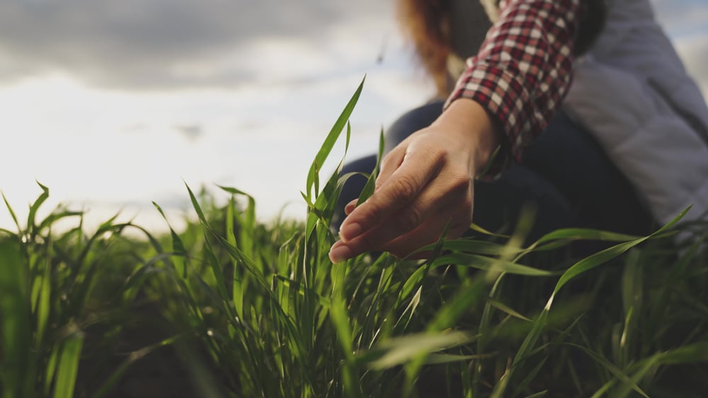 Innovativer Pflanzenschutz: Förderung „PhytoProtect“ gestartet