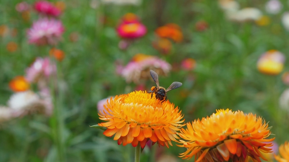 Modell- und Demonstrationsvorhaben Agrobiodiversität
