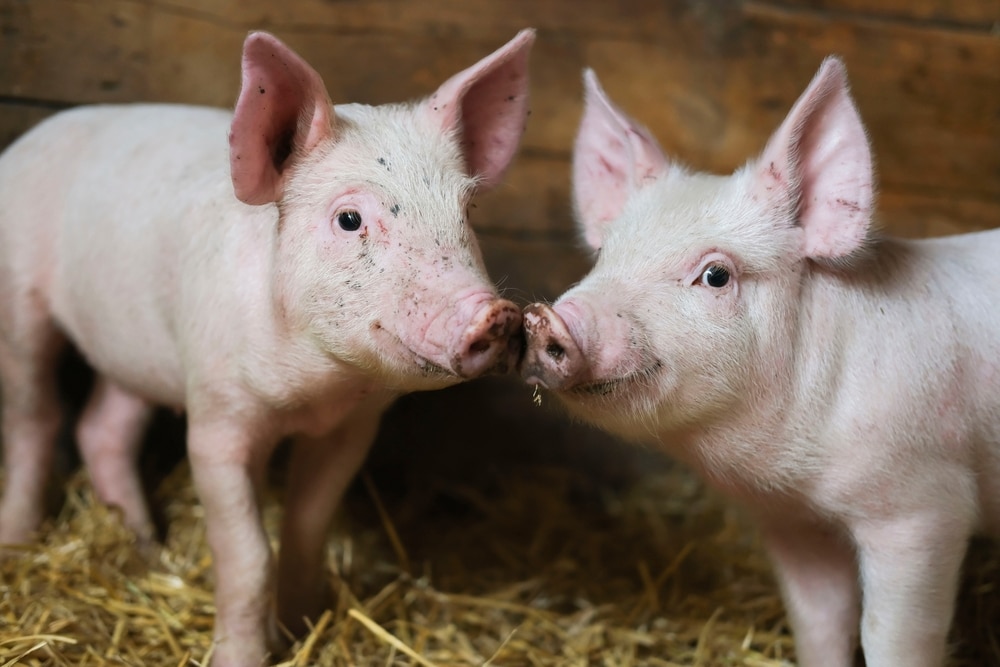 Bundesprogramm Umbau der Tierhaltung